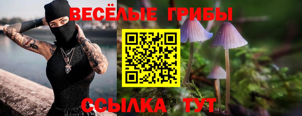 Псилоцибиновые грибы Psilocybe Избербаш
